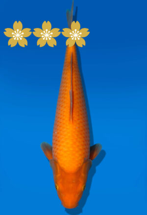 Koi Auktion Dainichi Benigoi JumboTosai RedTiger - 33cm GT3-1231