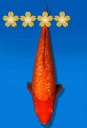 Koi Auktion Dainichi GinrinBenigoi JumboTosai XGinrinKohaku - 33cm GT3-1230