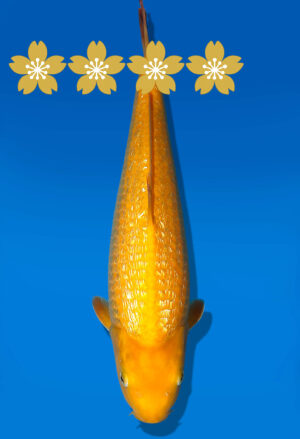 Koi Auktion Dainichi GinrinKarashigoi JumboTosai YellowMonkey - 36cm GT3-1229