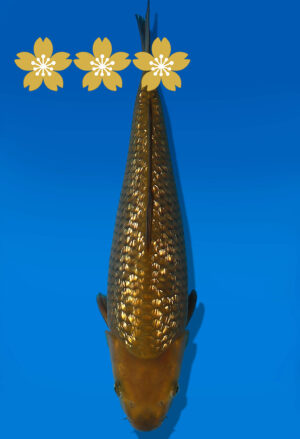 Koi Auktion Dainichi GinrinChagoi JumboTosai BrownMonkey - 32cm GT3-1228