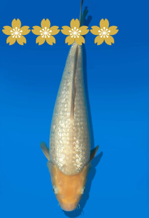 Koi Auktion Dainichi GinrinWhiteKarashigoi JumboTosai WhiteMonkey - 39cm GT3-1227