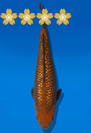 Koi Auktion Dainichi GinrinChagoi JumboTosai BrownMonkey - 37cm GT6-1007