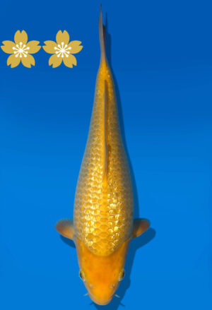 Koi Auktion Dainichi GinrinChagoi JumboTosai BrownMonkey - 30cm GT6-1008
