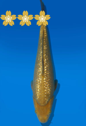 Koi Auktion Dainichi GinrinChagoi JumboTosai BrownMonkey - 35cm GT6-1009