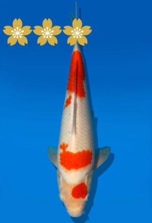 Koi Auktion Dainichi Kohaku JumboTosai RedDragon - 33cm GT7-1010