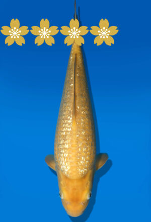 Koi Auktion Dainichi GinrinKarashigoi JumboTosai YellowMonkey - 33cm GT7-1011