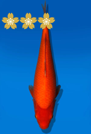 Koi Auktion Dainichi Benigoigoi JumboTosai RedTiger - 31cm GT7-1012