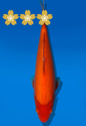 Koi Auktion Dainichi Benigoigoi JumboTosai RedTiger - 29cm GT1-1013