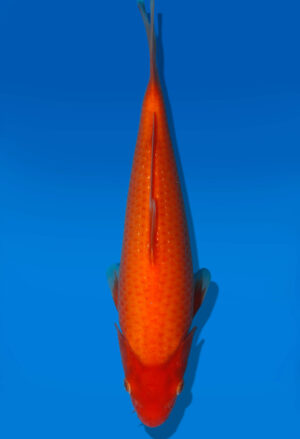 Koi Auktion Dainichi Benigoigoi JumboTosai RedTiger - 29cm GT1-1013