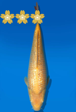 Koi Auktion Dainichi GinrinKarashigoi JumboTosai YellowMonkey - 33cm GT1-1014