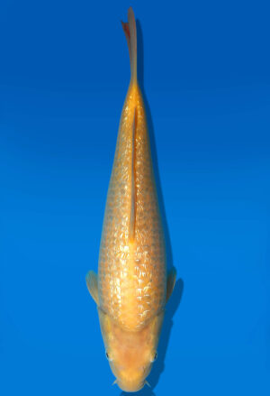 Koi Auktion Dainichi GinrinKarashigoi JumboTosai YellowMonkey - 33cm GT1-1014