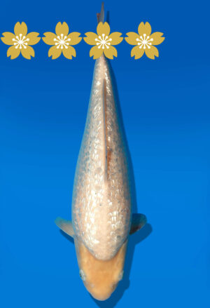 Koi Auktion Dainichi GinrinWhiteKarashigoi JumboTosai WhiteMonkey - 33cm GT1-1015
