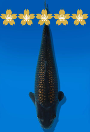 Koi Auktion Dainichi BlackDiamond JumboTosai BlackZeus - 38cm GT1-1016