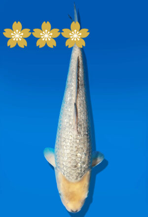Koi Auktion Dainichi GinrinSoragoi JumboTosai G.Soragoi/Soragoi - 37cm GT1-1017