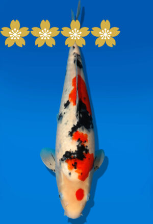 Koi Auktion Dainichi Sanke JumboTosai NewMSankejr. - 37cm GT1-1018