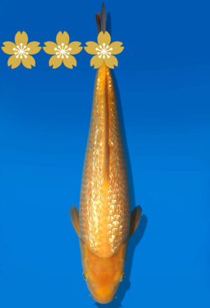 Koi Auktion Dainichi GinrinKarashigoi JumboTosai YellowMonkey - 34cm GT1-1019