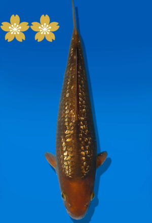 Koi Auktion Dainichi GinrinChagoi JumboTosai BrownMonkey - 31cm GT1-1021