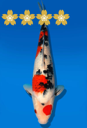 Koi Auktion Dainichi Sanke JumboTosai NewMSankejr. - 34cm T9-1024