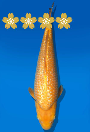 Koi Auktion Dainichi GinrinKarashigoi JumboTosai YellowMonkey - 35cm T9-1023