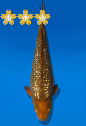 Koi Auktion Dainichi GinrinChagoi JumboTosai BrownMonkey - 32cm T9-1022