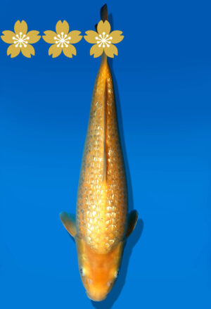 Koi Auktion Dainichi GinrinKarashigoi JumboTosai YellowMonkey - 34cm GT1-1020