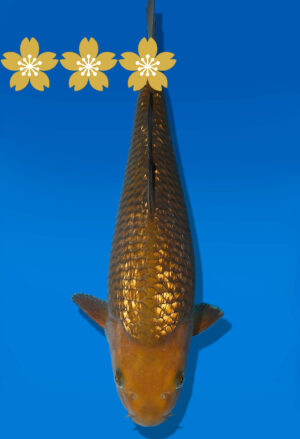 Koi Auktion Dainichi GinrinChagoi JumboTosai BrownMonkey - 35cm T10-1025