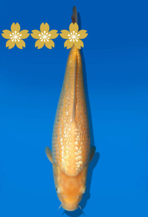 Koi Auktion Dainichi GinrinKarashigoi JumboTosai YellowMonkey - 35cm T10-1026
