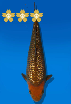 Koi Auktion Dainichi GinrinChagoi JumboTosai BrownMonkey - 33cm T10-1027