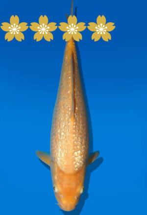 Koi Auktion Dainichi GinrinKarashigoi JumboTosai YellowMonkey - 37cm T10-1028