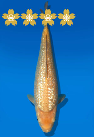 Koi Auktion Dainichi GinrinKarashigoi JumboTosai YellowMonkey - 32cm T10-1029