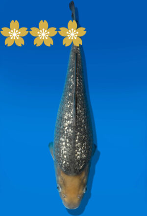 Koi Auktion Dainichi GinrinSoragoi JumboTosai GinrinSoragoi/Soragoi - 35cm T9-1030