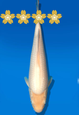 Koi Auktion Dainichi WhiteKarashigoi JumboTosai WhiteMonkey - 34cm T9-1031
