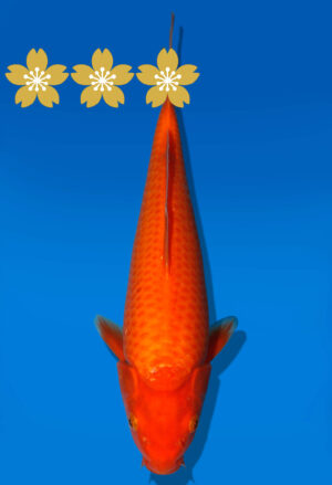 Koi Auktion Dainichi Benigoi JumboTosai RedTiger - 32cm T9-1033