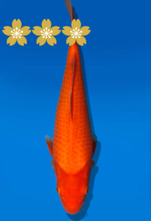 Koi Auktion Dainichi Benigoi JumboTosai RedTiger - 30cm T10-1086