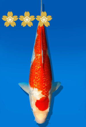 Koi Auktion Dainichi GinrinKohaku JumboTosai XGinrinKohaku - 29cm GT1-1068