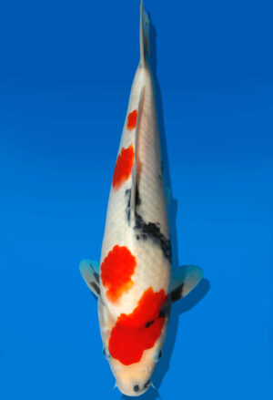 Koi Auktion Dainichi Showa JumboTosai Monroe - 29cm GT1-1067