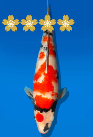 Koi Auktion Dainichi Showa JumboTosai MonaLisa - 38cm GT1-1066