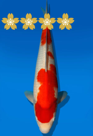 Koi Auktion Dainichi Kohaku JumboTosai WhiteDragon - 37cm GT2-1069