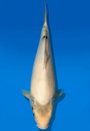 Koi Auktion Dainichi Shiro JumboTosai Monroe - 36cm GT2-1072