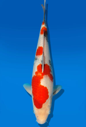 Koi Auktion Dainichi Showa JumboTosai Monroe - 32cm GT2-1071