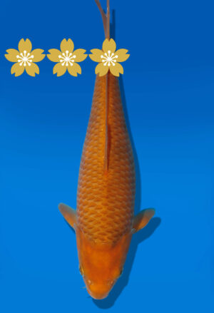 Koi Auktion Dainichi Chagoi JumboTosai BrownMonkey - 29cm GT2-1070