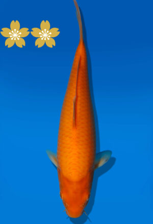 Koi Auktion Dainichi Karashigoi JumboTosai YellowMonkey - 29cm GT3-1078