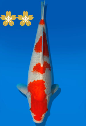 Koi Auktion Kanno Goshiki JumboTosai Kanno - 34cm GT3-1073