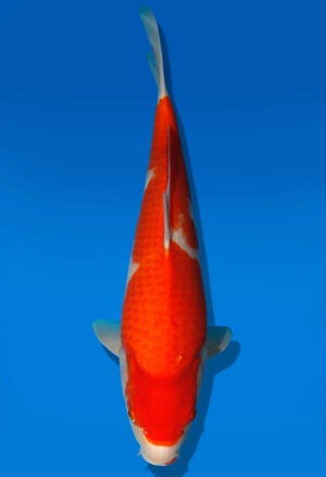 Koi Auktion Dainichi Kohaku JumboTosai WhiteDragon - 39cm GT3-1074
