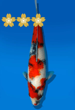 Koi Auktion Dainichi Showa JumboTosai MonaLisa - 28cm GT3-1075