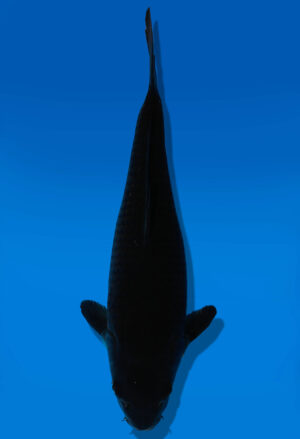 Koi Auktion Dainichi Blackdiamond JumboTosai BlackZeus - 26cm GT3-1077
