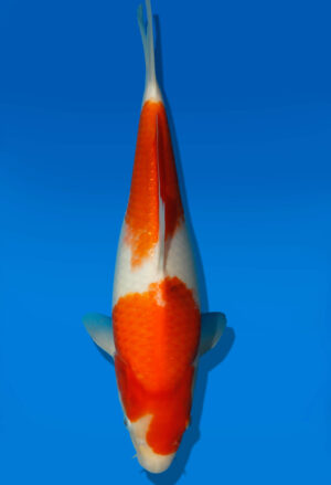 Koi Auktion Dainichi Kohaku JumboTosai Wild - 34cm GT3-1076