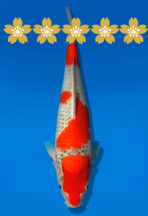 Koi Auktion Kanno Goshiki JumboTosai Kanno - 29cm GT3-1079