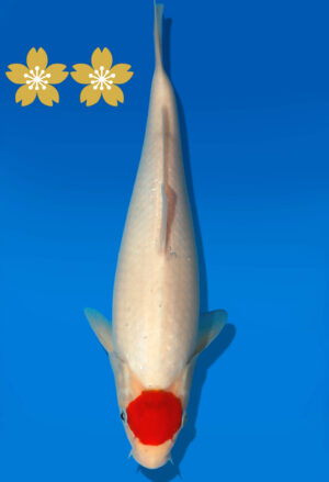 Koi Auktion Kanno Goshiki JumboTosai Kanno - 29cm GT3-1080