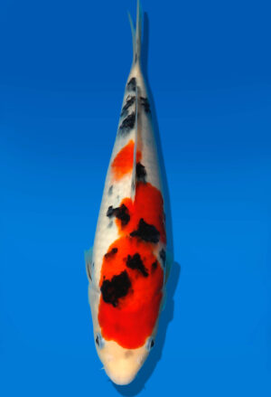 Koi Auktion Dainichi Sanke JumboTosai NewMSankejr. - 26cm GT3-1081